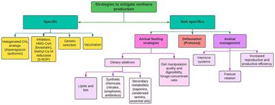 Editorial: Feeding and nutritional strategies to reduce livestock greenhouse gas emissions: Volume II
